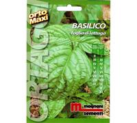 Semi aromi Basilico foglia