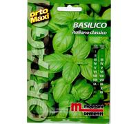 Semi aromi Basilico italiano classico