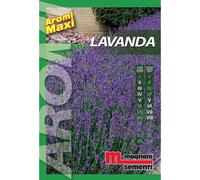 Semi aromi Lavanda