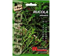 Semi aromi Rucola selvatica