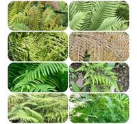 semi artificiali di felce, tappezzante resistente perenne piante resistenti per il giardino letto di erbe aromatiche Erba ornamentale Pteridophyta piante medicinali erbe medicinali 180pcs