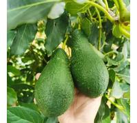 semi avocado balcone letti elevati di balcone resistenti perenne resistenti acquistare esotico di 8pcs