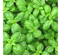 Semi Basilico Alla Liquirizia