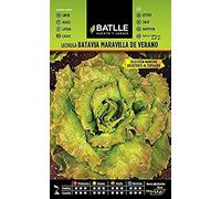 Semi Batlle - Insalata Batavia