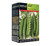 Semi Batlle - pisello odoroso