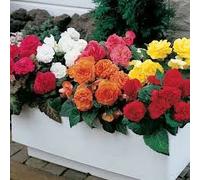 Semi Begonia Nonstop Mix 15 Semi Il pellet