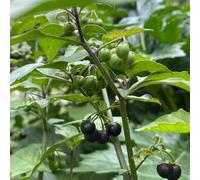 semi Belladona nero - Aiuole rialzate per giardino balcone resistenti selvatiche coperto 350pcs