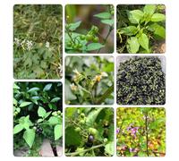 semi Belladona nero - decorazione balcone giardino balcone resistenti selvatiche giardino Aiuole rialzate 25pcs