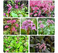 semi bergenia cordifolia - riverdimento tetti balcone giardino balcone del suolo 120pcs
