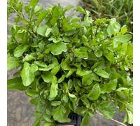 semi Berro da cucina per interni esotici riverdimento tetti Cappuccina officinale inverno giardino giardino interni bonsái 500pcs