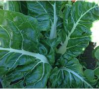 SEMI BIETA A COSTA LARGA