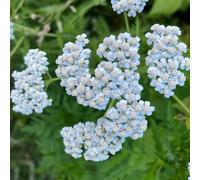 semi biologici di achillea, balcone decorative vecchie varietà resistenti per giardini rocciosi appartamento 100pcs