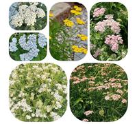 semi biologici di achillea, resistenti da balcone, estivi decorazioni da giardino per esterni, 600pcs