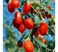 semi biologici di bacche di goji, aiuola rialzata da giardino, serra interna, rampicanti, 10pcs