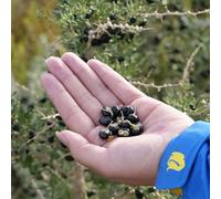 semi biologici di bacche di goji, biologiche, colonnari, giardino, 200pcs