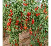 semi biologici di bacche di goji, colonnari, giardino resistenti, varietà antiche, serra, 100pcs