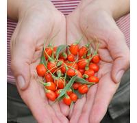 semi biologici di bacche di goji, estremamente resistenti, varietà antiche, balcone di serra 90pcs