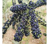 semi biologici di bacche di goji, giardino colonnari, balcone con letto rialzato, vecchie varietà, 50pcs