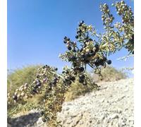 semi biologici di bacche di goji, rampicanti, colonnari, balcone di serra, per giardino, 300pcs