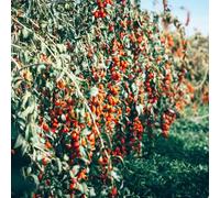 semi biologici di bacche di goji rosse - appartamento purificano aria vecchie varietà balcone 35pcs