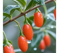 semi biologici di bacche di goji rosse - decorazione giardino resistenti 10pcs