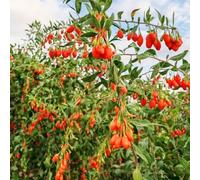 semi biologici di bacche di goji rosse - esotici bacche appartamento purificano aria vecchie 50pcs