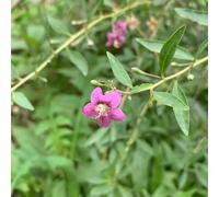 semi biologici di bacche di goji rosse - giardino balcone decorazione esterni 12pcs