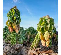 semi biologici di cavoletti di Bruxelles resistenti all'aperto Vecchie varietà da interno per la copertura del terreno 200pcs