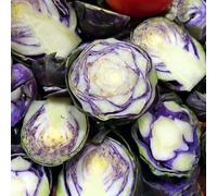 semi biologici di cavoletti di Bruxelles resistenti all'esterno perenni per il giardino biologici per rialzato da appartamento, 50pcs