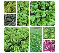 semi biologici di cavolo cinese decorazioni per ufficio, vecchie varietà, 800pcs