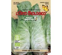 Semi biologici di Cicoria Pan Di Zucchero