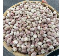 semi biologici di fragola selvatica - giardino, resistente esotiche balcone 300pcs