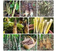 Semi biologici di germogli di bambù - biologici varietà antiche Germoglio di bambù - semi di da balcone per giardino 200pcs
