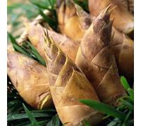 Semi biologici di germogli di bambù - semi di invernali Germoglio di bambù - resistenti per il giardino varietà antiche da balcone 500pcs