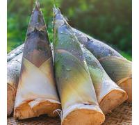 Semi biologici di germogli di bambù - semi di resistenti per il giardino Germoglio di bambù - acquistare da orto invernale balcone 50pcs