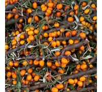 semi biologici di olivello spinoso - giardino roccioso,di raro in vaso all'aperto da biologico, vecchie varietà 250pcs