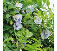 Semi Biologici di Peanut Butterfly Semi Prado Perenne Resistenti Perenne Balcone Prado 250pcs