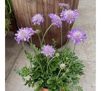 semi biologici di scabbiosa, vedova da estremamente resistenti, esterno, giardino roccioso 300pcs