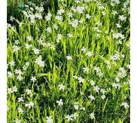 semi biologici di stellaria, autunnali, resistenti all'inverno decorative del balcone, 150pcs