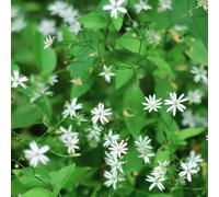 semi biologici di stellaria, giardino, resistenti all'inverno per balcone decorative autunnali, 200pcs