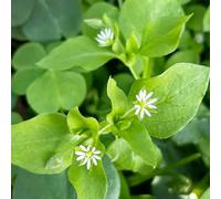 semi biologici di stellaria, resistenti all'inverno per balcone di esotici per il giardino autunnali, 35pcs