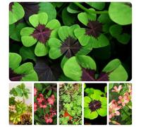 semi biologici di trifoglio fortunato, rialzate per giardino, perenni resistenti, letto 300pcs