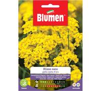 Semi Blumen Alisso giallo nano cesto d`oro