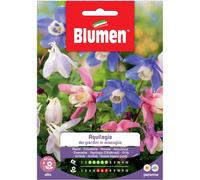 Semi Blumen Aquilegia dei giardini in miscuglio