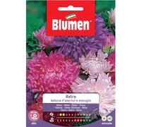 Semi Blumen Astro bellezza d`america in miscuglio