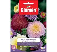 Semi Blumen Astro principessa in miscuglio