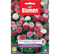Semi Blumen Bellis perennis o Margherita pompon