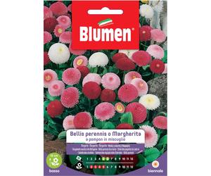 Semi Blumen Bellis perennis o Margherita pompon