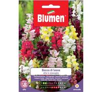 Semi Blumen Bocca di leone alta in miscuglio