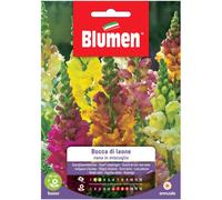 Semi Blumen Bocca di leone nana in miscuglio